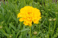 Gelb Early Sunrise Blumensamen zur Aussaat – Landhaus Garten wichtig – Traditionssorte & ohne Gentechnik Samen Hausgarten