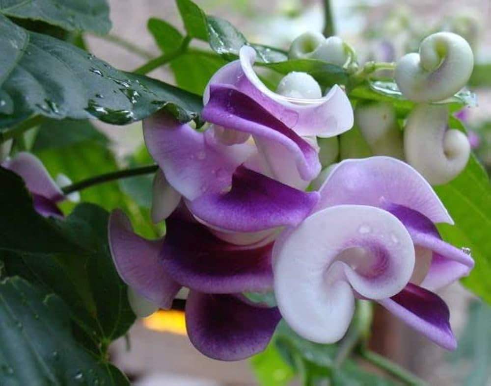 Corkscrew blume snail vine blooms