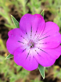 Corncockle Blumensamen zur Aussaat Anzucht Traditionssorte & ohne Gentechnik Samen Hausgarten