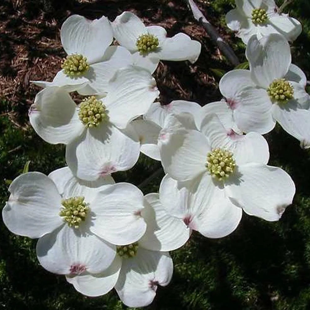 Cornus Blumensamen zur Aussaat – duftend Blüten – Traditionssorte & ohne Gentechnik Samen Hausgarten