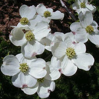 Cornus Blumensamen zur Aussaat – duftend Blüten – Traditionssorte & ohne Gentechnik Samen Hausgarten