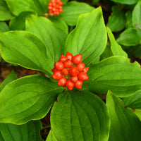 Bunchberry Blumensamen zur Aussaat Halbschatten verträglich Traditionssorte & ohne Gentechnik Samen Hausgarten
