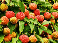 Rosa Rote Cornus-Capitata Samen für einfaches Anpflanzen