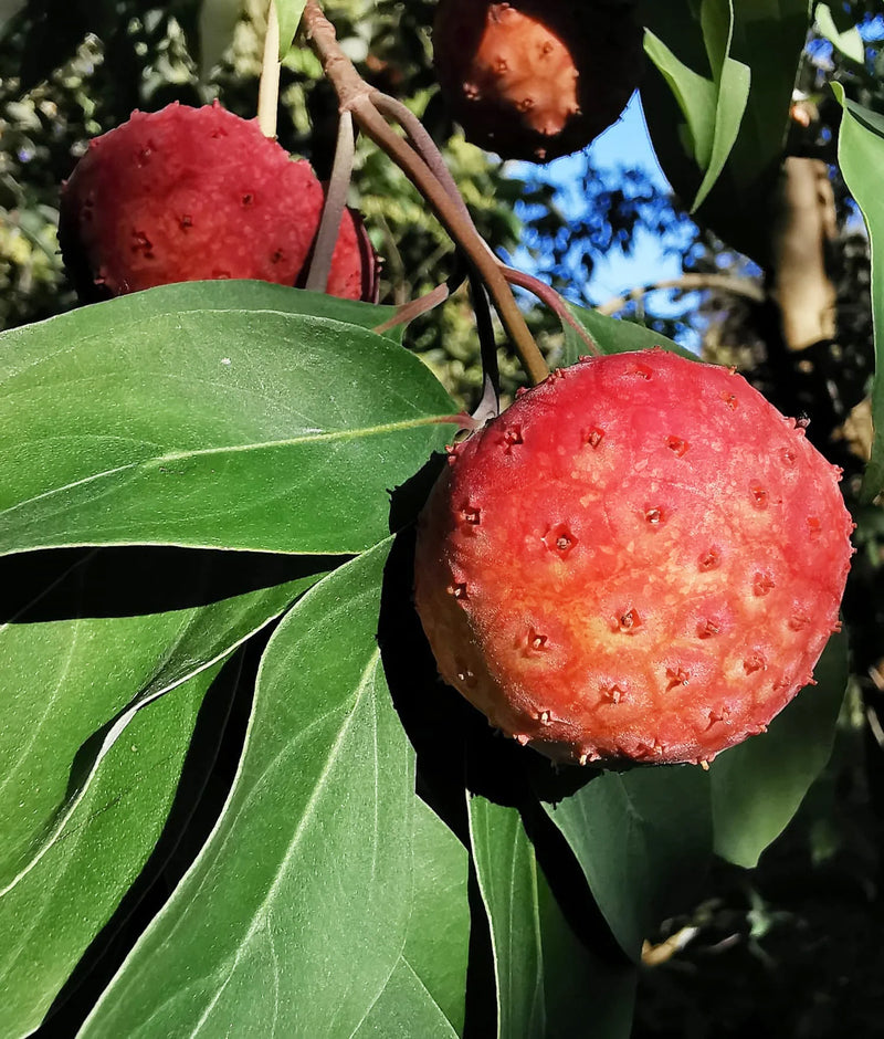 Semi di Cornus capitata rosa e rosso per una coltivazione facile