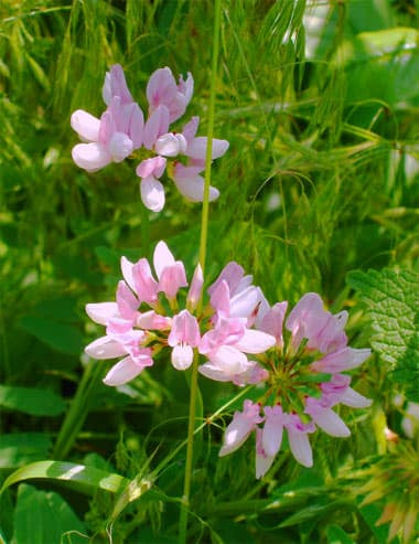 Vetch Coronilla Blumensamen zur Aussaat saisonal Dauerblüher Traditionssorte & ohne Gentechnik Samen Hausgarten