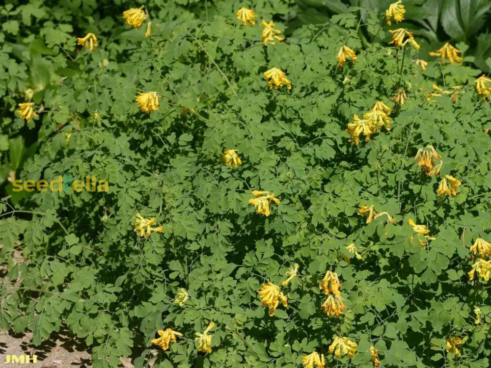 Non gmo corydalis lutea samen