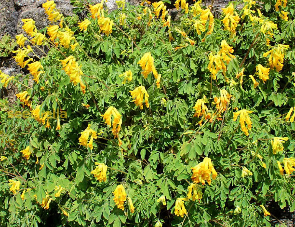 Ornamental corydalis lutea flowering pflanze