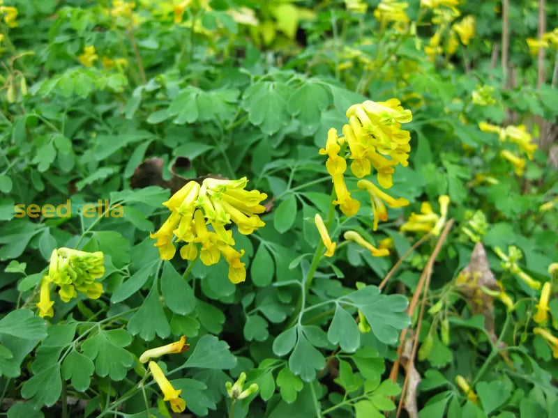 Corydalis lutea gelb blume samen for anpflanzung