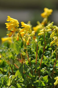 Gelb Corydalis Blumensamen zur Aussaat Garten beliebt Traditionssorte & ohne Gentechnik Samen Hausgarten