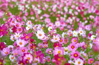 Frühling Madia Blumensamen zur Aussaat pflegeleicht Traditionssorte & ohne Gentechnik Samen Hausgarten