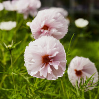 Cosmos Cupcakes Blumensamen zur Aussaat Bestäuber freundlich Traditionssorte & ohne Gentechnik Samen Hausgarten
