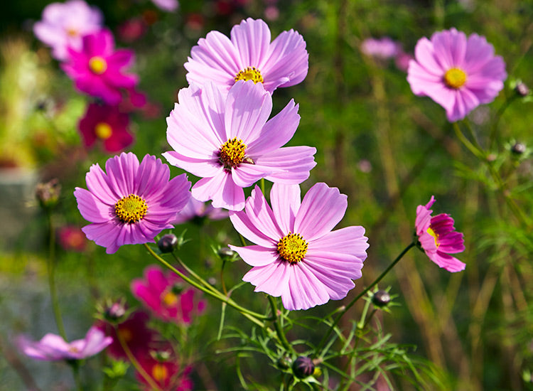 Cosmos Blumensamen zur Aussaat lang Blüte Saison Traditionssorte & ohne Gentechnik Samen Hausgarten