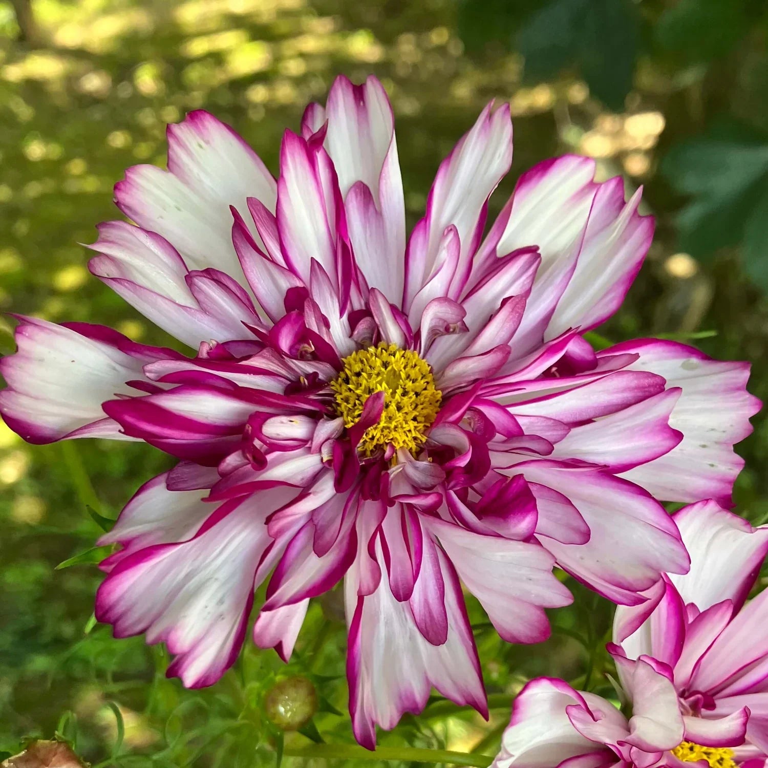 Cosmos Bicolor Blumensamen zur Aussaat Halbschatten verträglich Traditionssorte & ohne Gentechnik Samen Hausgarten