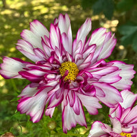 Cosmos Bicolor Blumensamen zur Aussaat Halbschatten verträglich Traditionssorte & ohne Gentechnik Samen Hausgarten