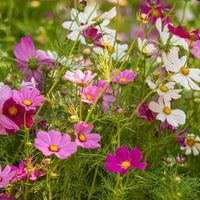 Cosmos Blumensamen zur Aussaat lang Blüte Saison Traditionssorte & ohne Gentechnik Samen Hausgarten