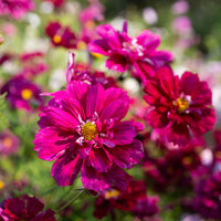 Cosmos Cranberries Blumensamen zur Aussaat Landhaus Garten wichtig Traditionssorte & ohne Gentechnik Samen Hausgarten