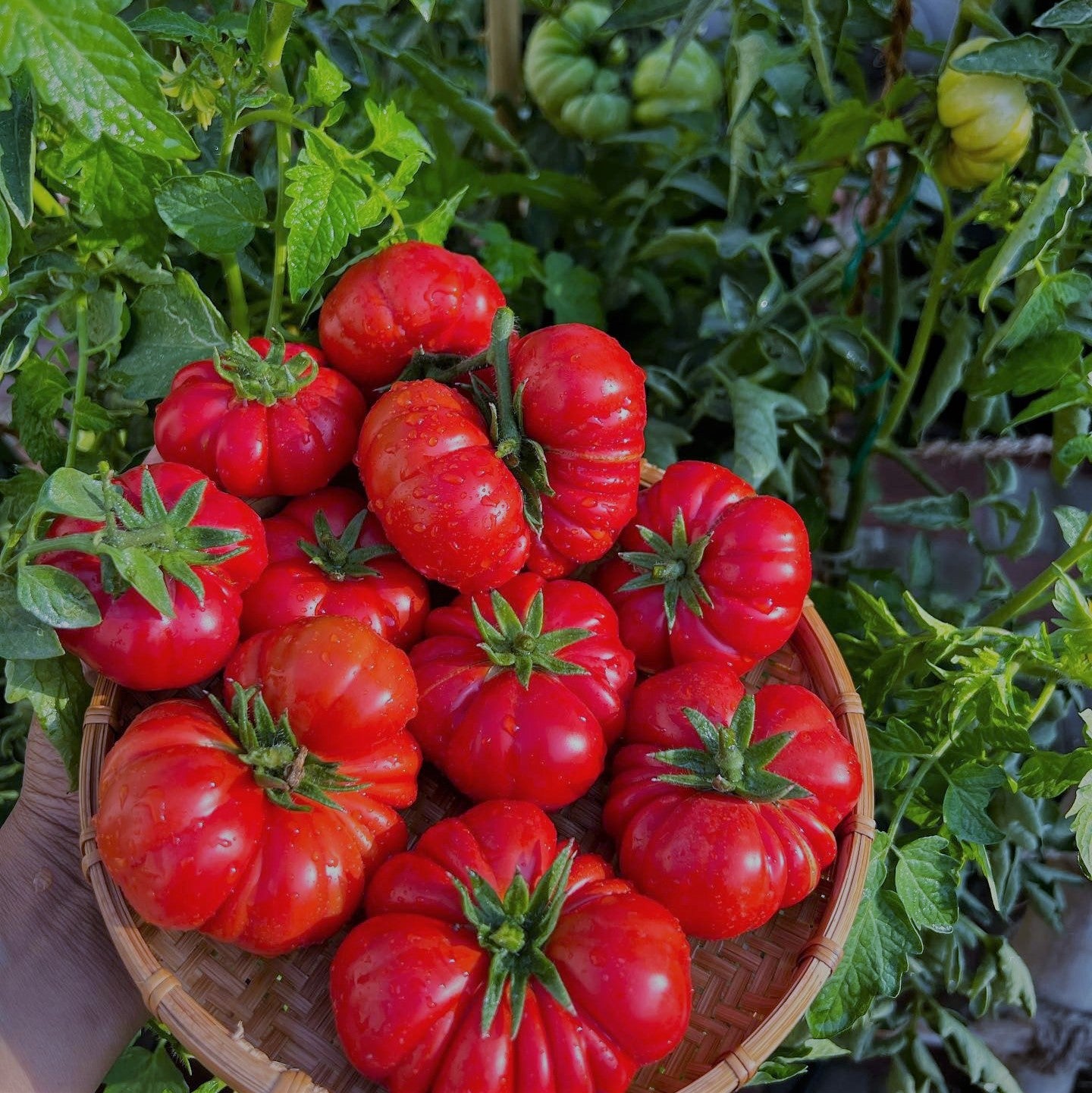 Rot Costoluto Tomate Samen for Gemüse Gardening - Easy Planting