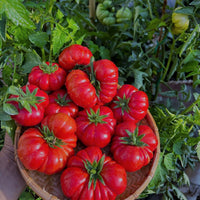 Rot Costoluto Tomate Samen for Gemüse Gardening - Easy Planting