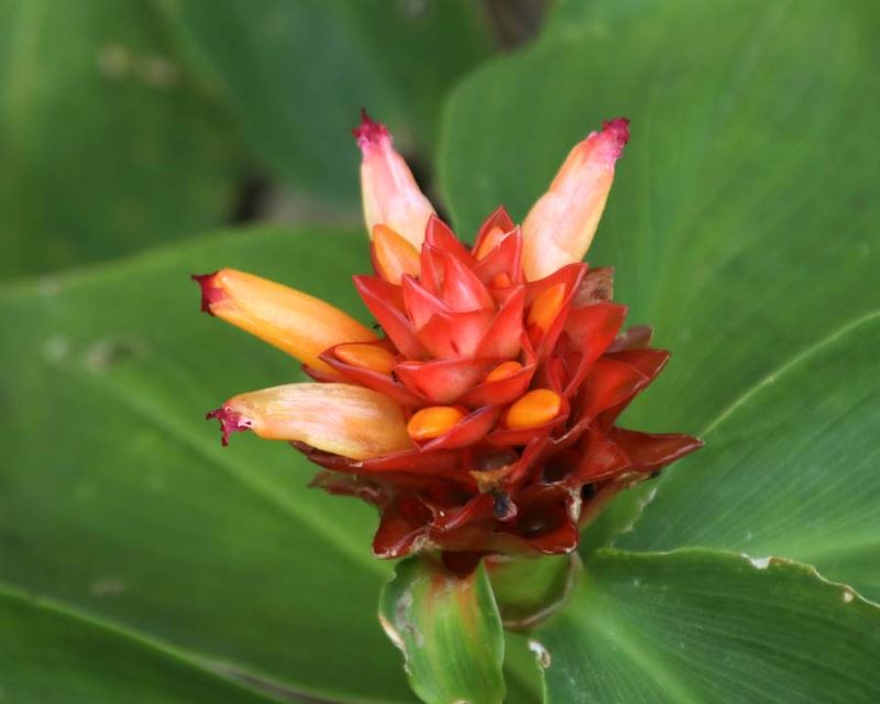 Orange Costus Blumensamen zur Aussaat – hochwertige Qualitäts- – Traditionssorte & ohne Gentechnik Samen Hausgarten