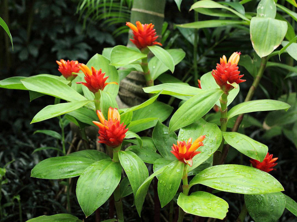 Orange Costus Blumensamen zur Aussaat – hochwertige Qualitäts- – Traditionssorte & ohne Gentechnik Samen Hausgarten