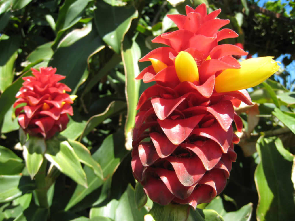 Costus Blumensamen zur Aussaat Garten beliebt Traditionssorte & ohne Gentechnik Samen Hausgarten