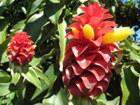 Costus Blumensamen zur Aussaat Garten beliebt Traditionssorte & ohne Gentechnik Samen Hausgarten
