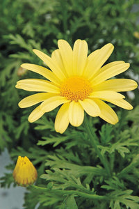 Cottage garten bellis perennis pflanzen