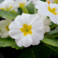 Elegant weiß primrose samen for borders