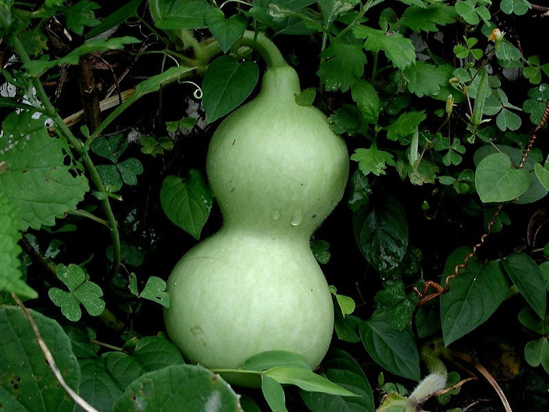 Lagenaria Siceraria Samen zum Pflanzen - Ideal Gemüsesamen for Your Garden