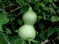 Lagenaria Siceraria Samen zum Pflanzen - Ideal Gemüsesamen for Your Garden