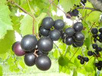 Dunkel violette Muscadine-Trauben Samen für einfaches Anpflanzen