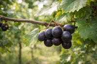 Dunkel violette Muscadine-Trauben Samen für einfaches Anpflanzen