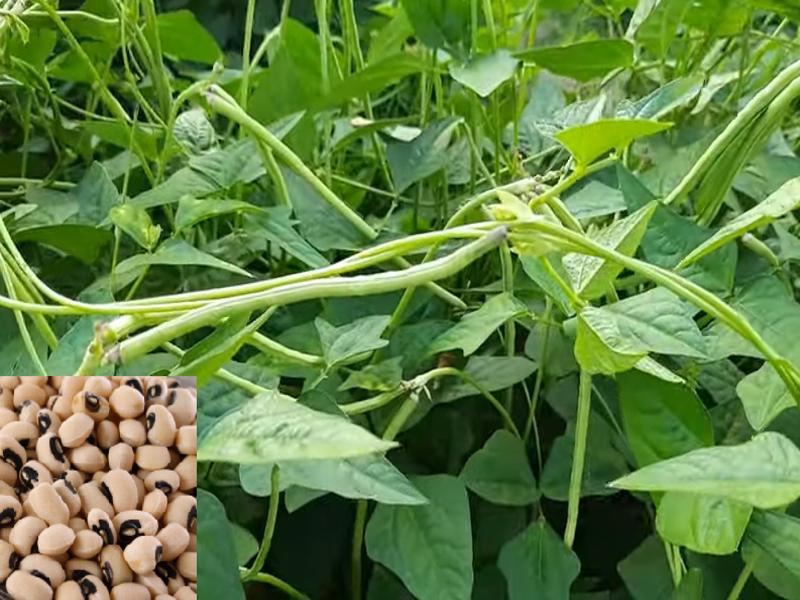 Semi di fagiolo dall'occhio da piantare nel tuo giardino