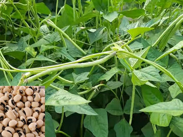 Planting Cowpea Gemüsesamen for Your Garden