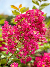 Myrtle Blumensamen zur Aussaat Drought verträglich Traditionssorte & ohne Gentechnik Samen Hausgarten