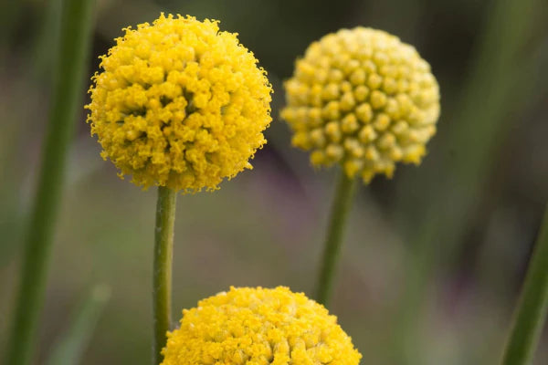 Gelb Button Blumensamen zur Aussaat pflegeleicht Traditionssorte & ohne Gentechnik Samen Hausgarten