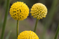 Gelb Button Blumensamen zur Aussaat pflegeleicht Traditionssorte & ohne Gentechnik Samen Hausgarten