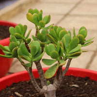 Crassula blume samen for anpflanzung - garten favorite, heirloom & gmo free samen for home garten
 
 sale for anpflanzung in home garten