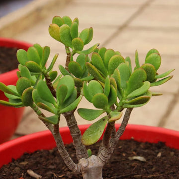 Crassula blume samen for anpflanzung - garten favorite, heirloom & gmo free samen for home garten
 
 sale for anpflanzung in home garten