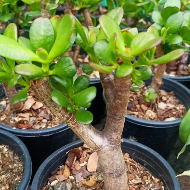 Crassula Blumensamen zur Aussaat duftend Blüten Traditionssorte & ohne Gentechnik Samen Hausgarten