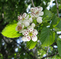 Crataegus Blumensamen zur Aussaat Halbschatten verträglich Traditionssorte & ohne Gentechnik Samen Hausgarten