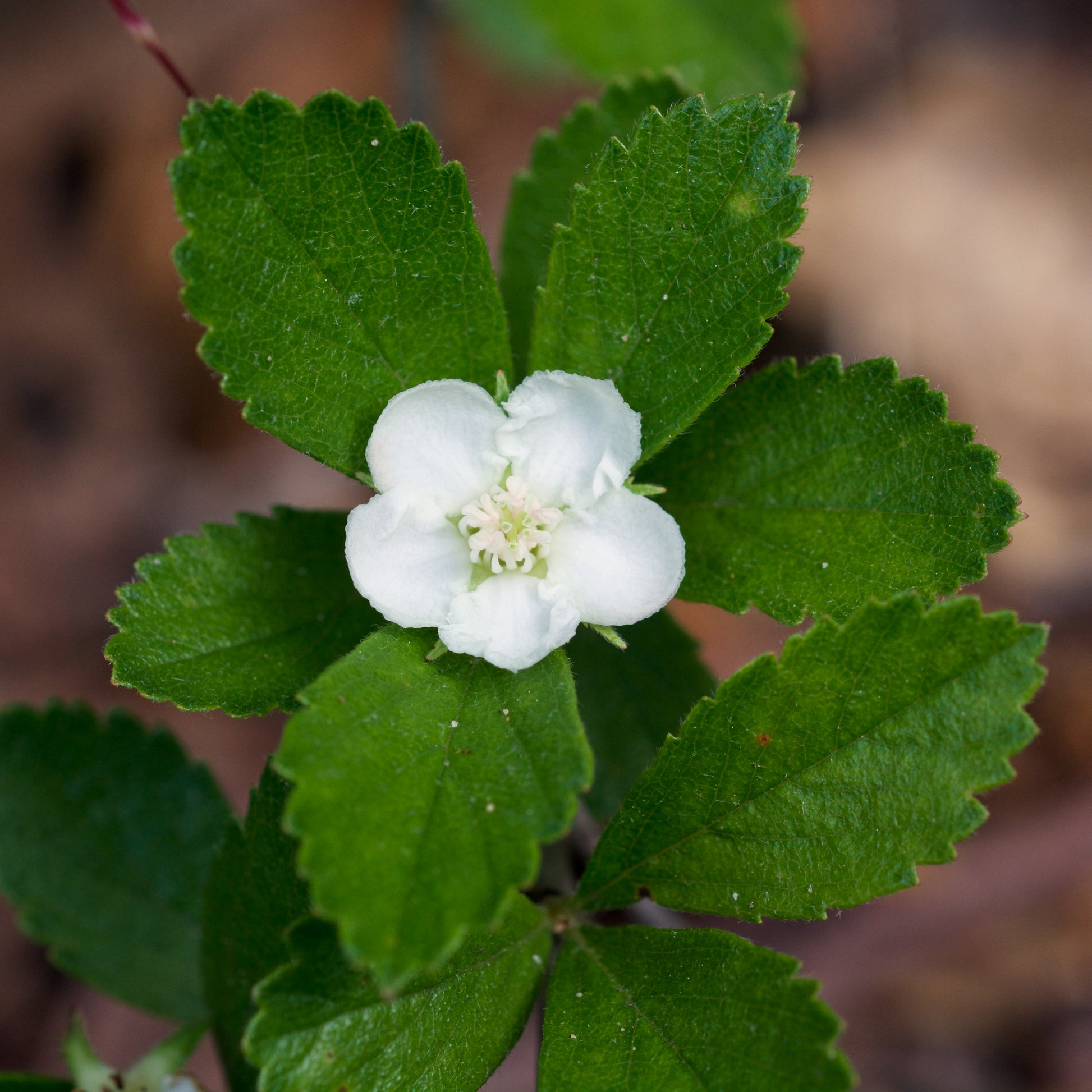 Weiß Crataegus Blumensamen zur Aussaat