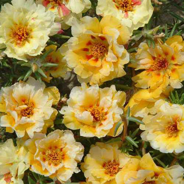 Cream moss rose blume samen