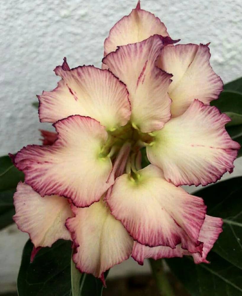 Non gmo cream rosa adenium obesum samen