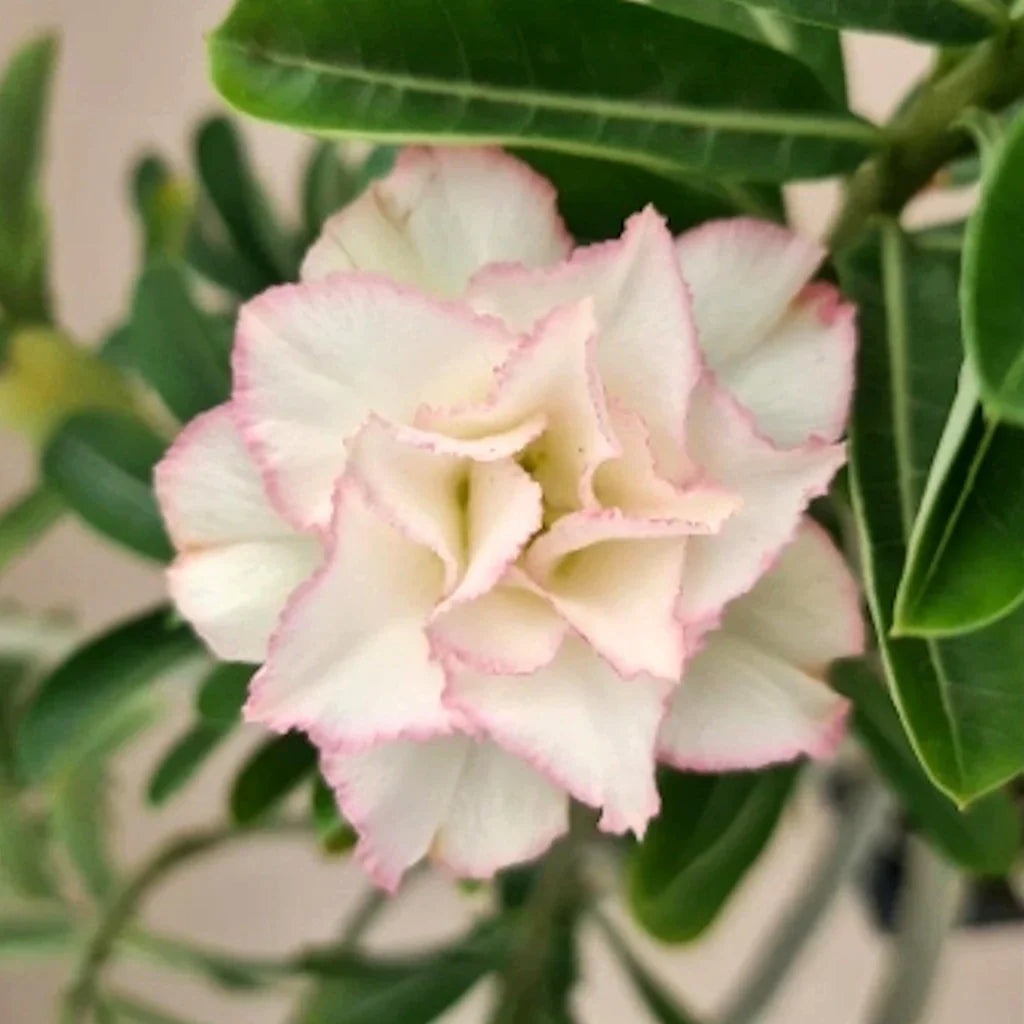 Ornamental cream rosa adenium obesum pflanze