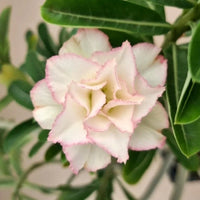 Ornamental cream rosa adenium obesum pflanze