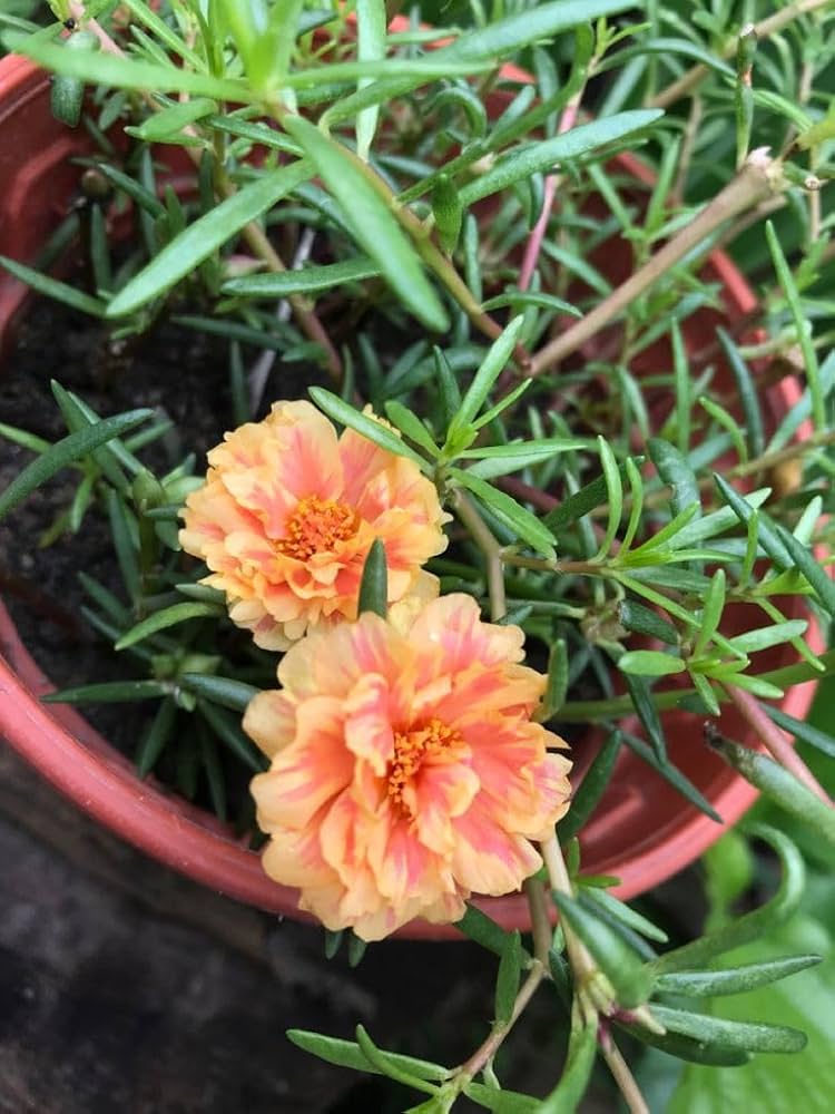 Non gmo cream portulaca samen