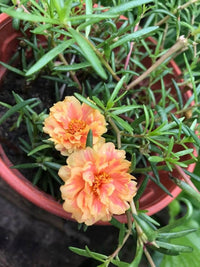 Non gmo cream portulaca samen