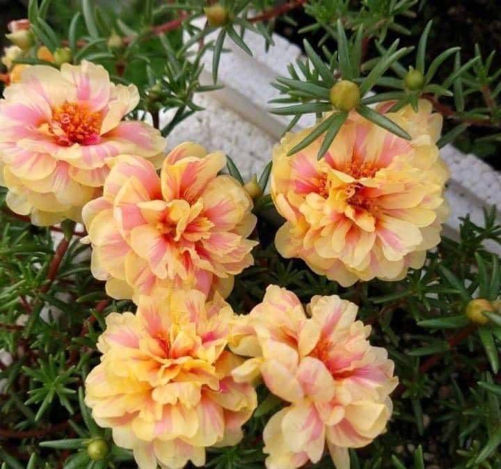 Ornamental cream portulaca samen for gardens