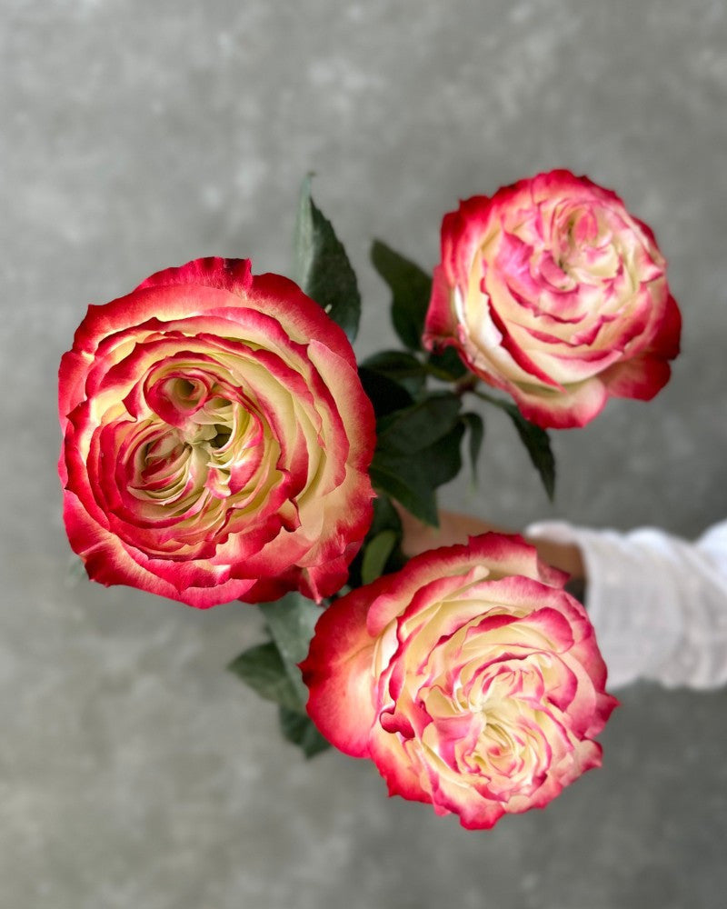Cream rot spirit rose used as cut blume